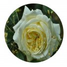 DwarfGiantFarm 500Pcs A Set Elfe Rosa chinensis Flower Seed   Prodgf
