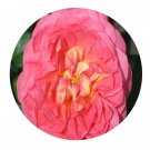 DwarfGiantFarm 500Pcs A Set Christopher Marlowe Rosa chinensis Flower Seed  Prodgf