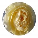 DwarfGiantFarm 500Pcs A Set Claire Austin Rosa chinensis Flower Seed  Prodgf