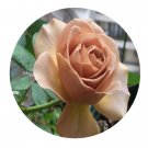 DwarfGiantFarm 500Pcs A Set coffe latte Rosa chinensis Flower Seed  Prodgf