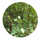 DwarfGiantFarm 100Pcs A Set Ficus deltodidea Seed Prodgf