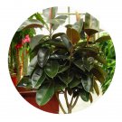 DwarfGiantFarm 100Pcs A Set Ficus elastica Roxb. ex Hornem Seed  Prodgf