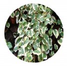 DwarfGiantFarm 100Pcs A Set Ficus pumila  Seed  Prodgf