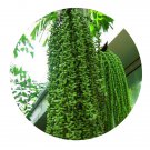 DwarfGiantFarm 100Pcs A Set Fishtail Palm  seed Prodgf