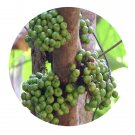 DwarfGiantFarm 100Pcs A Set Ficus racemosa Linn Seed Prodgf