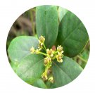 DwarfGiantFarm 100Pcs A Set Ilex cornuta varfortunei Seed Prodgf