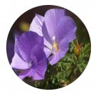 DwarfGiantFarm 100Pcs A Set Hibiscus radiatus Cav. Alyogyne huegelii Seed Prodgf