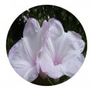 DwarfGiantFarm 100Pcs A Set Ipomoea fistulosa Mart.ex Choisy Seed Prodgf