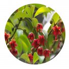 DwarfGiantFarm 100Pcs A Set IlliciumlanceolatumA.C.Smith Seed Prodgf