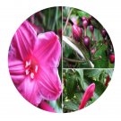 DwarfGiantFarm 100Pcs A Set Ipomoea horsfalliae Seed Prodgf