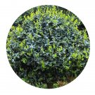 DwarfGiantFarm 100Pcs A Set Ilex cornuta Lindl.et Paxt Seed Prodgf