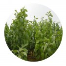 DwarfGiantFarm 100Pcs A Set Itoa orientalis Hemsley Seed Prodgf