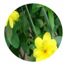 DwarfGiantFarm 100Pcs A Set Jasminum mesnyi Seed Prodgf