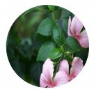 DwarfGiantFarm 100Pcs A Set Hibiscus rosa-sinensis Seed Prodgf