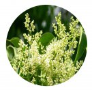 DwarfGiantFarm 100Pcs A Set Ligustrum lucidum Seed  Prodgf