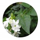 DwarfGiantFarm 100Pcs A Set Jasminum multiflorum Seed Prodgf
