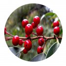 DwarfGiantFarm 100Pcs A Set Ilex wilsonii Loes Seed  Prodgf