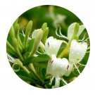 DwarfGiantFarm 100Pcs A Set Lonicera nitida Seed   Prodgf