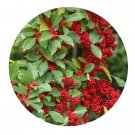 DwarfGiantFarm 100Pcs A Set Ilex rotunda Thunb Seed   Prodgf
