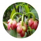 DwarfGiantFarm 100Pcs A Set Illicium henryi Seed   Prodgf