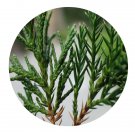 DwarfGiantFarm 100Pcs A Set Juniperus chinensis cv. kaizuka Seed    Prodgf