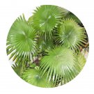 DwarfGiantFarm 100Pcs A Set Livistona rotundifolia　 Seed   Prodgf