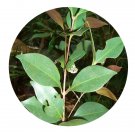 DwarfGiantFarm 100Pcs A Set Syzygium hancei Seed   Prodgf