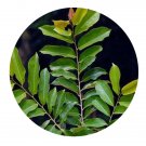 DwarfGiantFarm 100Pcs A Set Homalium hainanense Seed   Prodgf