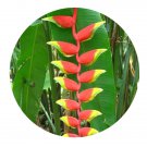 DwarfGiantFarm 100Pcs A Set Heliconia rostrata Ruiz Pavon Seed  Prodgf