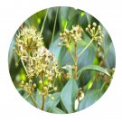 DwarfGiantFarm 100Pcs A Set Hedera nepalensis sinensis Seed Prodgf