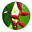 DwarfGiantFarm 100Pcs A Set Heliconia caribaea H.bihai Seed Prodgf
