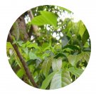 DwarfGiantFarm 100Pcs A Set Heteropanax fragrans Seed Prodgf