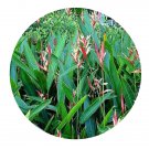 DwarfGiantFarm 100Pcs A Set Heliconia psittacorum Lady Seed Prodgf