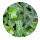 DwarfGiantFarm 100Pcs A Set Hedera nepalensis K Seed Prodgf