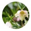 DwarfGiantFarm 100Pcs A Set Helleborus thibetanus Franch Seed Prodgf