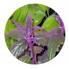 DwarfGiantFarm 100Pcs A Set Gynura aurantiana Seed   Prodgf