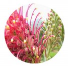 DwarfGiantFarm 100Pcs A Set Grevillea banksii Seed   Prodgf