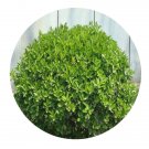 DwarfGiantFarm 100Pcs A Set ilex purpurea Hassk Seed    Prodgf