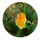 DwarfGiantFarm 100Pcs A Set Haemanthus albiflos jacq Seed    Prodgf
