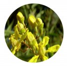 DwarfGiantFarm 100Pcs A Set Hetcropterys angustifolia Seed Prodgf