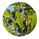 DwarfGiantFarm 100Pcs A Set Litseaglutinosa C.B.Rob. Seed  Prodgf