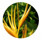DwarfGiantFarm 100Pcs A Set Heliconia psittacorum L Seed   Prodgf