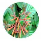 DwarfGiantFarm 100Pcs A Set hamelia patens Seed  Prodgf