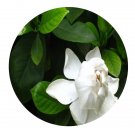 DwarfGiantFarm 100Pcs A Set Gardenia jasminoides var. fortuniana Seed  Prodgf