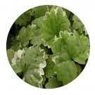 DwarfGiantFarm 100Pcs A Set Glechoma hederacea Seed  Prodgf