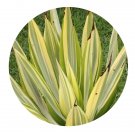 DwarfGiantFarm 100Pcs A Set Furcraea foetida Seed Prodgf