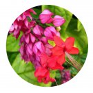 DwarfGiantFarm 100Pcs A Set glorybower Seed  Prodgf