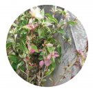 DwarfGiantFarm 100Pcs A Set Hibiscus rosa-sinensis var. variegata Seed Prodgf