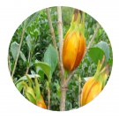 DwarfGiantFarm 100Pcs A Set Gardenia jasminoides Ellis Seed  Prodgf