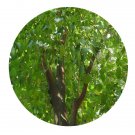 DwarfGiantFarm 100Pcs A Set Ficus religiosa Linn Seed Prodgf